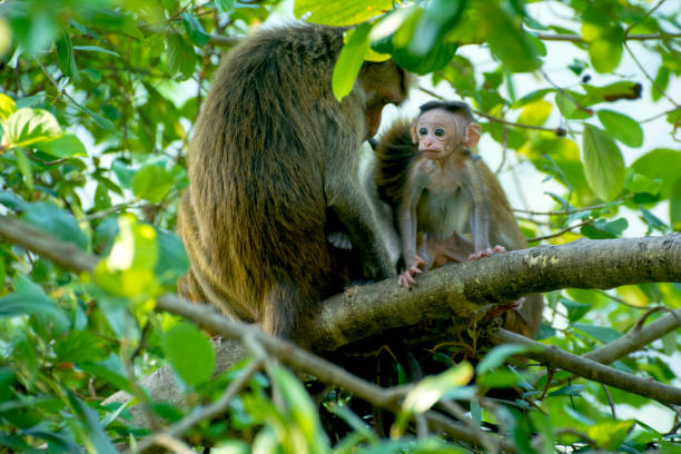istock Sri Lankan Monkeys At Yala National Park 669298054