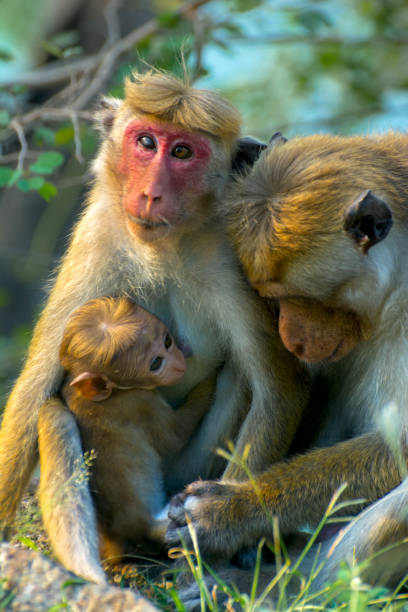 istock Sri Lankan Monkeys At Yala National Park 669298146