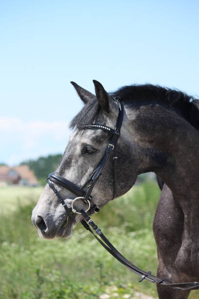 серый латышский портрет лошади породы летом - black course стоковые фото и изображения