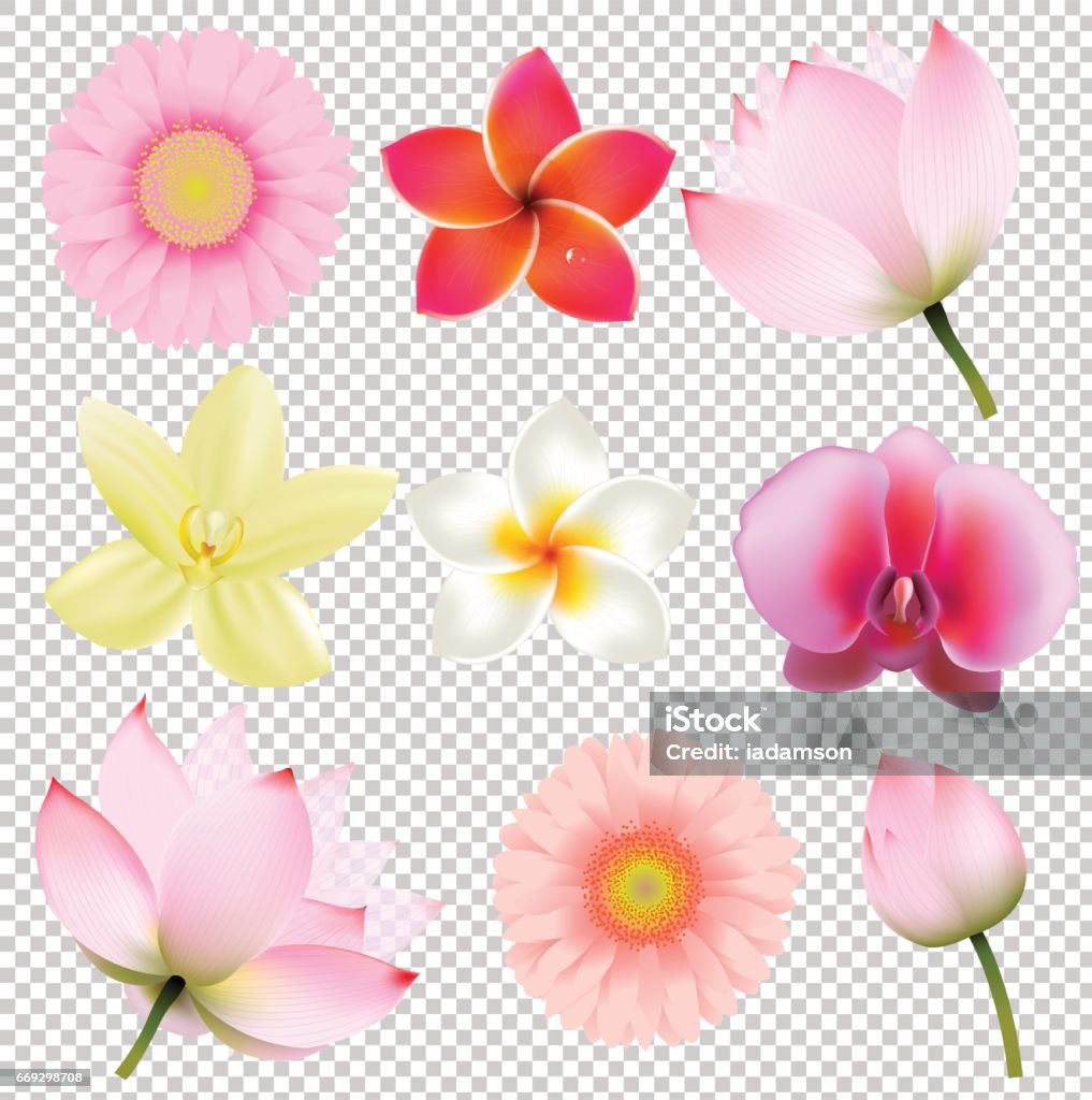 투명 한 배경에서 꽃 모음 꽃 나무에 대한 스톡 벡터 아트 및 기타 이미지 - 꽃 나무, 꽃-식물, 난과 식물 - Istock