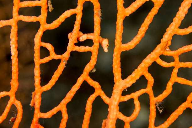 istock Denise's pygmy seahorse - Hippocampus denise 669298960