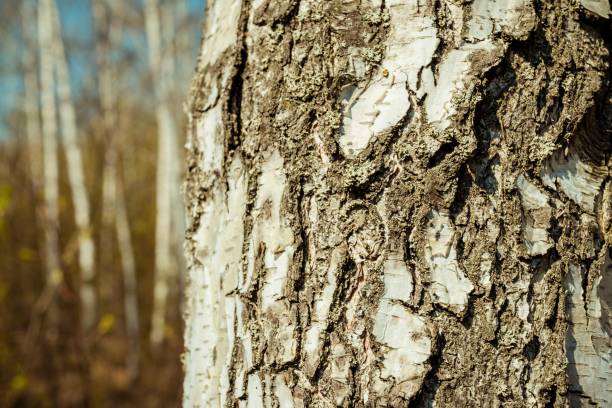 istock Birch forest in sunlight in the spring morning. 669299612