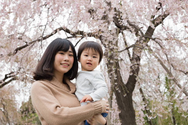 istock Weeping Cherry Blossoms and Family 669306278