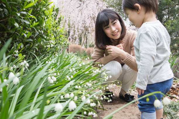 istock Weeping Cherry Blossoms and Family 669306482