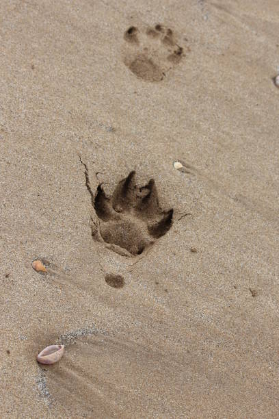istock A dog's pawprint on a sandy beach 669307016