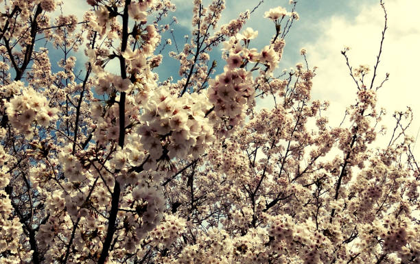 Cherry blossoms 桜 Location:Japan 桜 stock pictures, royalty-free photos & images