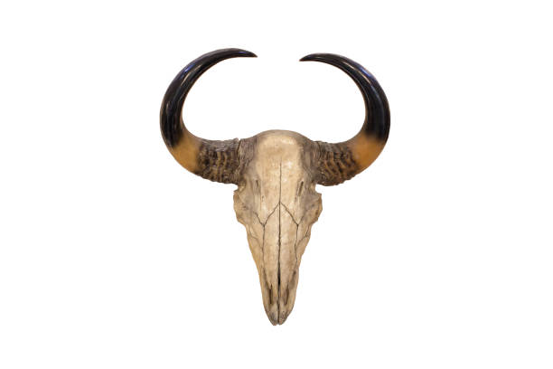 istock bull skull isolated on white background 669313204