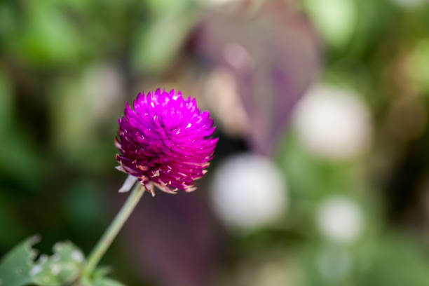 purple globe amaranth (gomphrena globosa) flowers - globe amaranth imagens e fotografias de stock