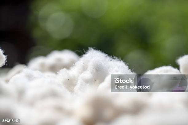 Silk From Silkworm Cocoons Stock Photo - Download Image Now - Cocoon - Animal Stage, Raw Food, Thread - Sewing Item