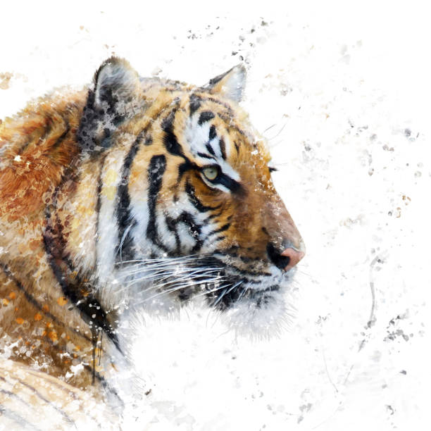 istock Tiger portrait watercolor 669318500