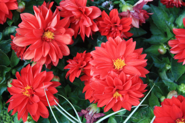 istock Red Dahlia - Flower Massif 669318608