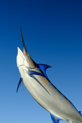 Blue Marlin taxidermy on the Outer Banks