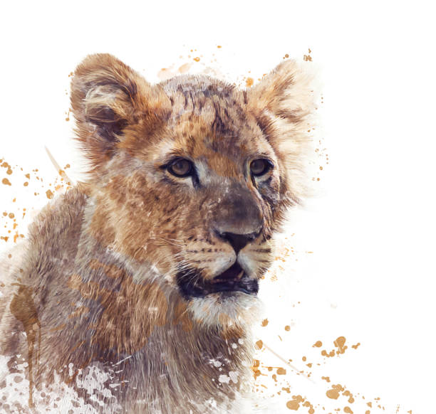 istock Young Lion watercolor 669318772