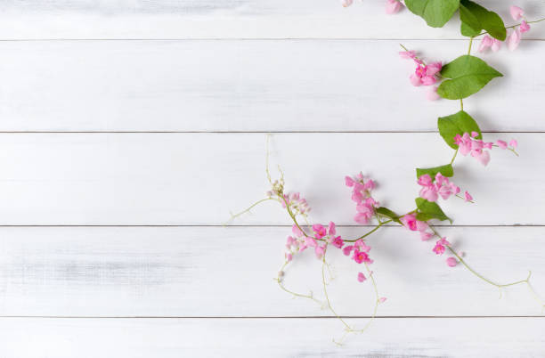 istock Mexican Creeper pink flower on white wood background 669319428