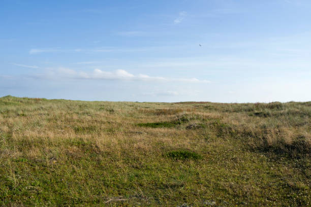 istock Denmark: View over a bird sanctuary in the dunes 669319996