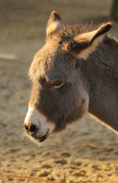 istock Sad donkey in the sunset light portrait 669320110