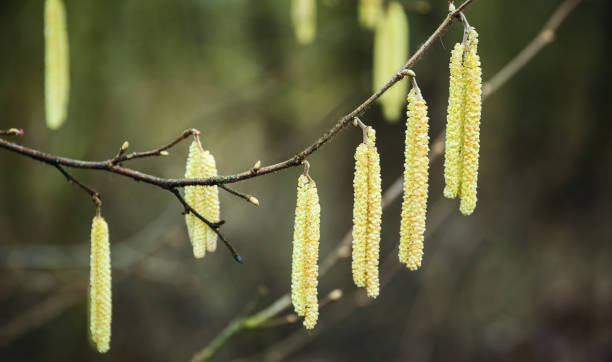 istock Fresh green birch tree flowers in spring 669322646
