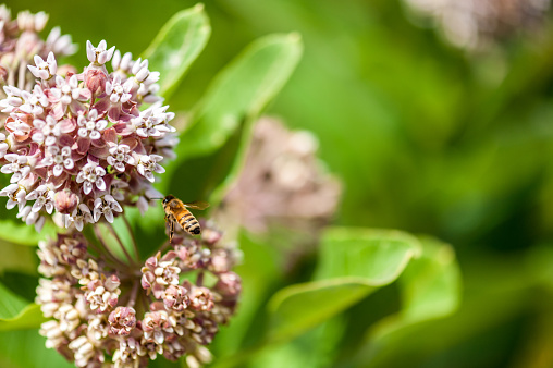 A bee feeding on milkweed