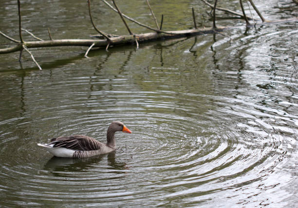istock The grey duck swimming in the lake 669327054