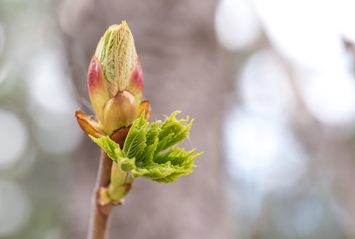 Delicate beauty and sweet fragrance typically blooming in the spring, their appearance signals the start of the apple tree growing season.