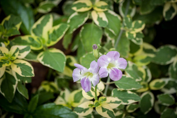 istock FlowerInThe home side garden 669329514