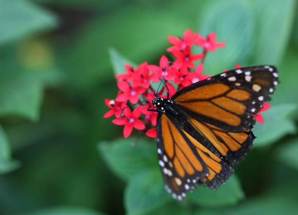 istock Monarch butterfly sitting on the red flowers macro shot 669329546
