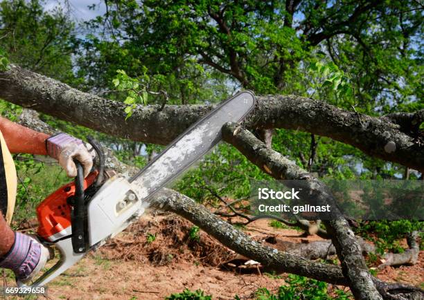 Kettensäge Stockfoto und mehr Bilder von Baum - Baum, Dienstleistung, Reparieren