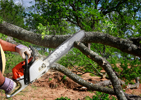Professional is cutting trees using an electrical chainsaw