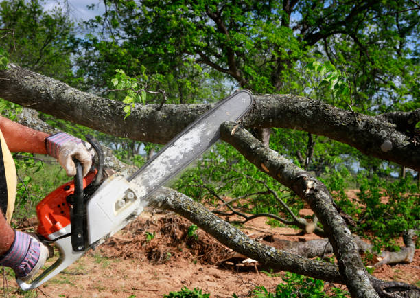 Chainsaw Professional is cutting trees using an electrical chainsaw sawing photos stock pictures, royalty-free photos & images