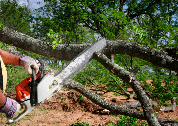 Stump Grinding Johnson City Tn