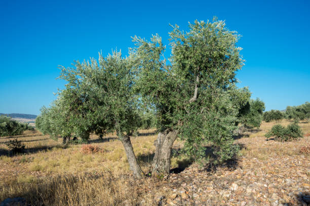 istock Olive groves in La Mancha 669329682