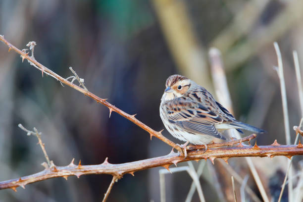 istock Little bunting (Emberiza pusilla) on branch, the Netherlands 669332644