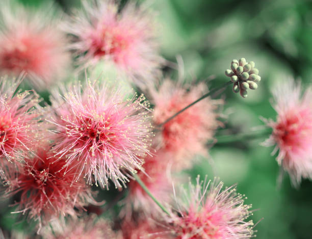 istock Smoke tree pale pink flowers macro shot 669332910