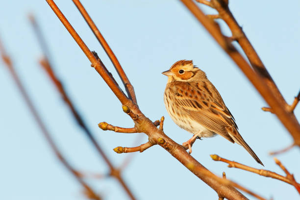istock Little bunting (Emberiza pusilla) on branch, the Netherlands 669333160