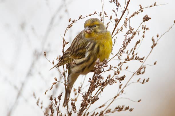 European serin (Serinus serinus) feeding, the Netherlands