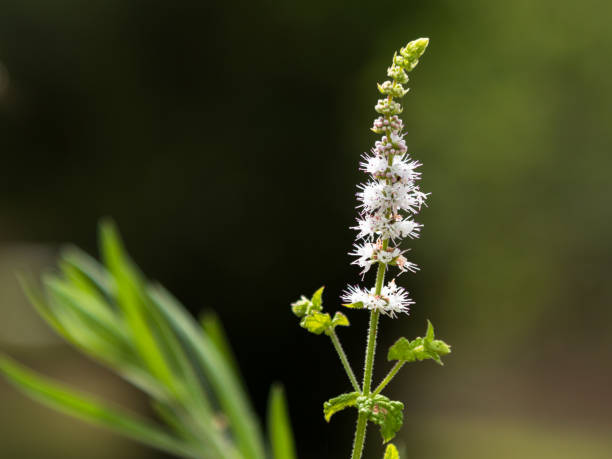 black cohosh: eflorescência branca - efflorescent - fotografias e filmes do acervo