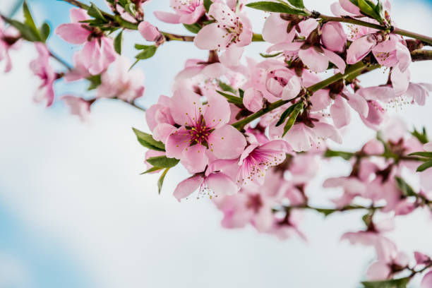 istock Delicate peachflowers and a clear blue sky. Beautiful tender spring card 669339736