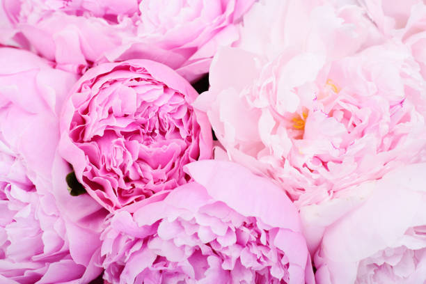 istock Bouquet of pink peonies 669343754
