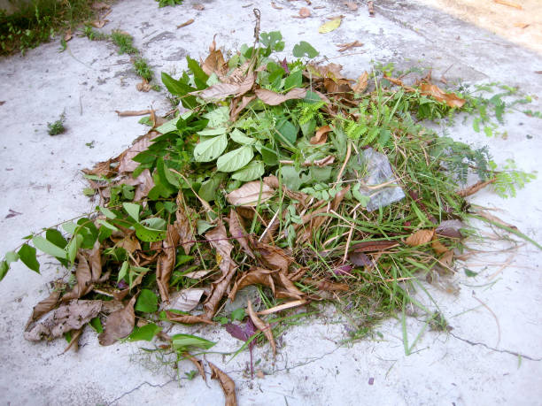 istock Pile of dry and fresh leaves 669349630