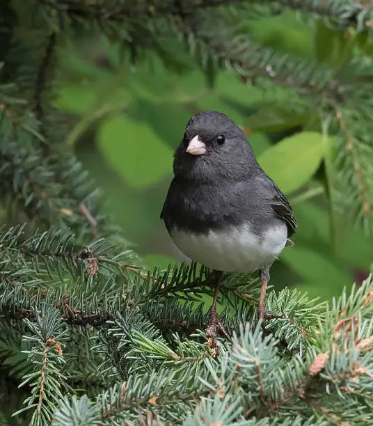 The dark-eyed junco (Junco hyemalis) is a species of the juncos, a genus of small grayish American sparrows. This bird is common across much of temperate North America and in summer ranges far into the Arctic. It is a very variable species, much like the related fox sparrow (Passerella iliaca), and its systematics are still not completely untangled.