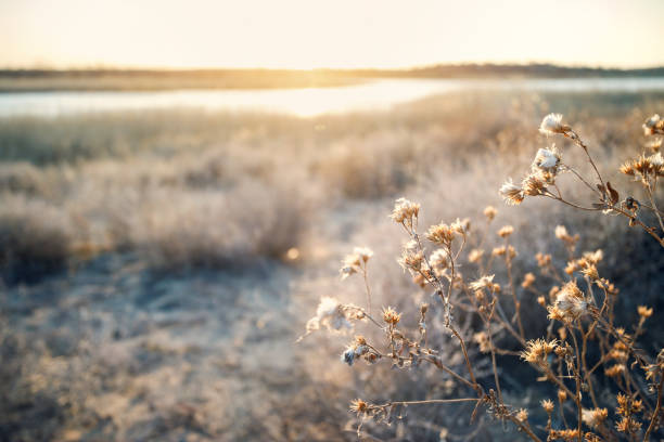 Wild flowers in regional Australia