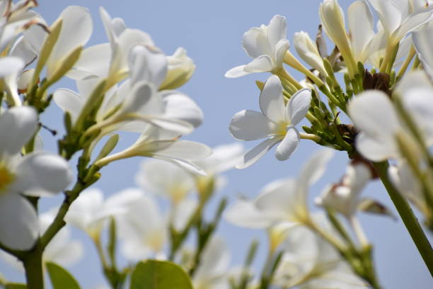 istock Bunch of Plumeria (Frangipani) 669353828
