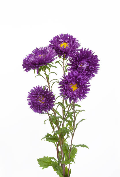 istock Bouquet of five needle purple asters flowers 669356746