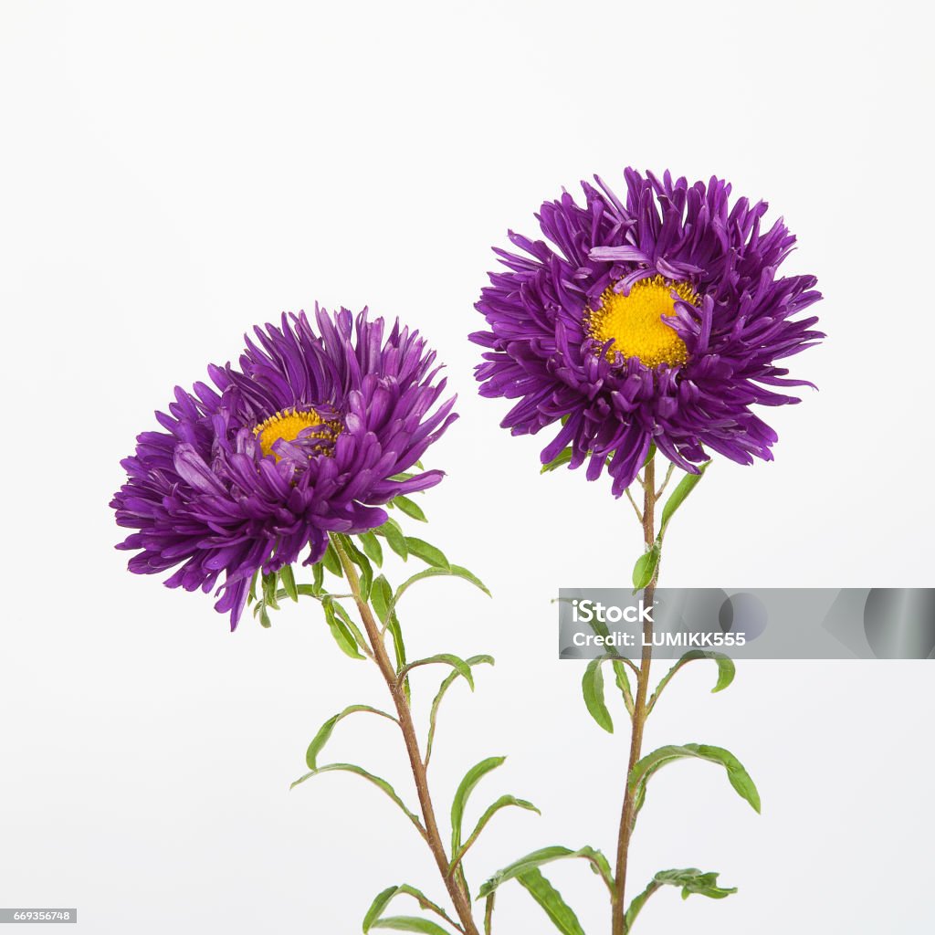 Two purple flowers asters Two purple flowers asters isolated on a white background, close up Aster Stock Photo