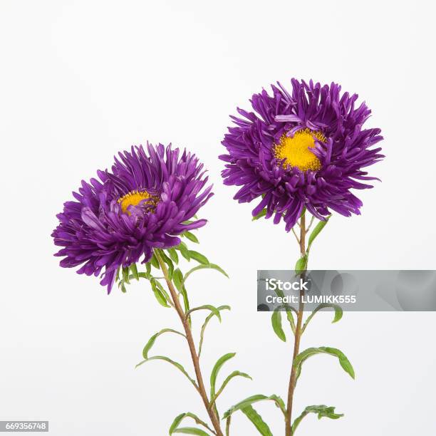 Two Purple Flowers Asters Stock Photo - Download Image Now - Aster, Flower, Cut Out