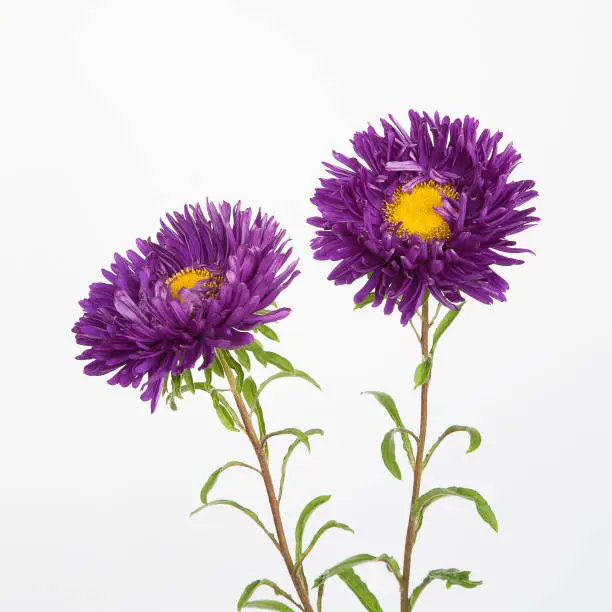 Two purple flowers asters isolated on a white background, close up