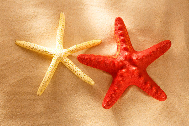 istock Red and white sea stars 669359602
