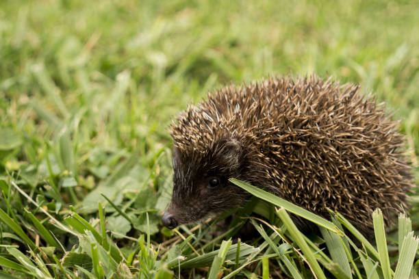 istock Hedgehog in the grass. Slovakia 669359794
