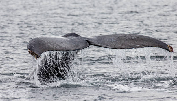 istock Tail humpback whale above the water surface close up. 669360414
