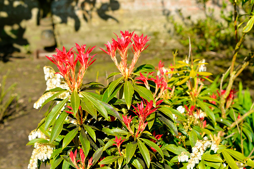 Pieris Forest Flame red leaves in spring